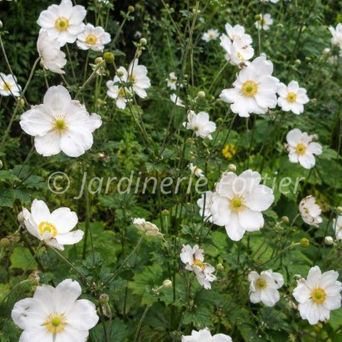 Anemone Honorine Jobert
