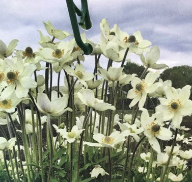 Anemone "Spring beauty white"