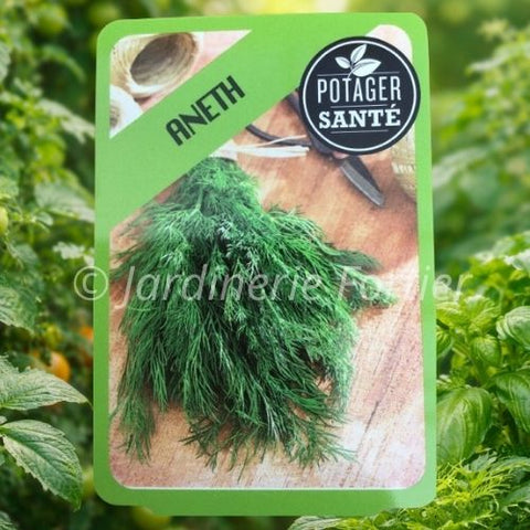 Aneth / Potager Santé