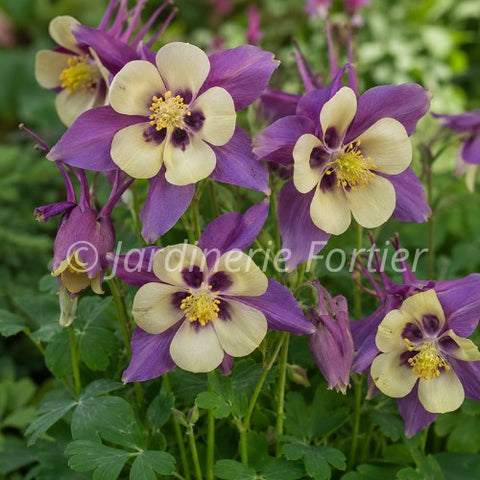 Aquilegia "Earlybird Purple yellow"