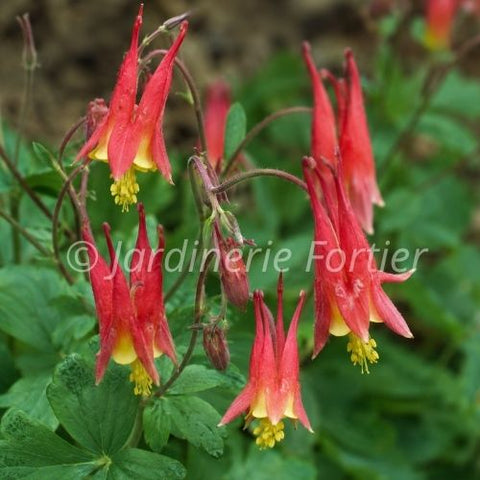 Aquilegia "Canadensis"
