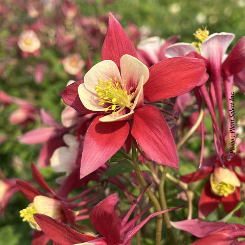 Aquilegia "Earlybird Red Yellow"