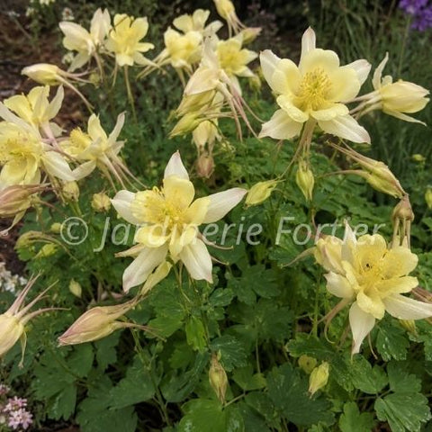 Aquilegia "Kirigami yellow"