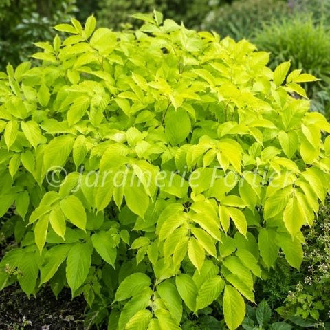 Aralia "Sun King"