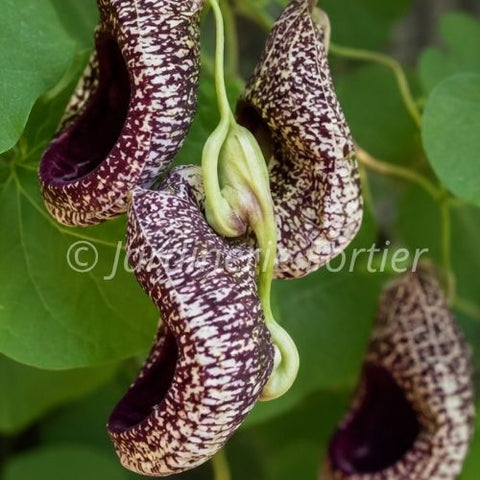 Aristoloche "Durior"