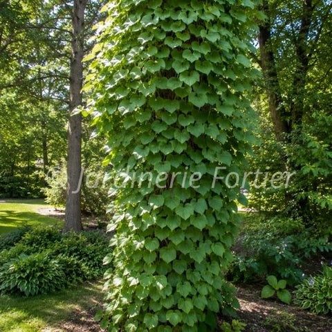 Aristoloche "Durior"