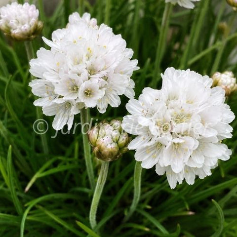 Armeria Maritima "Alba"