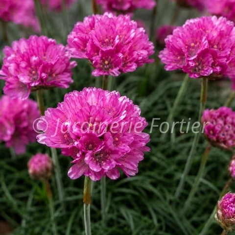 Armeria "Maritima"