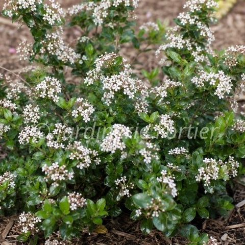 Aronia "Low Scape"