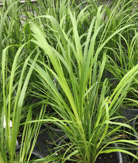 Arrhenatherum elatius "Variegatum"