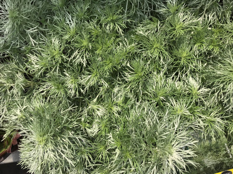 Artemisia Silver Mound