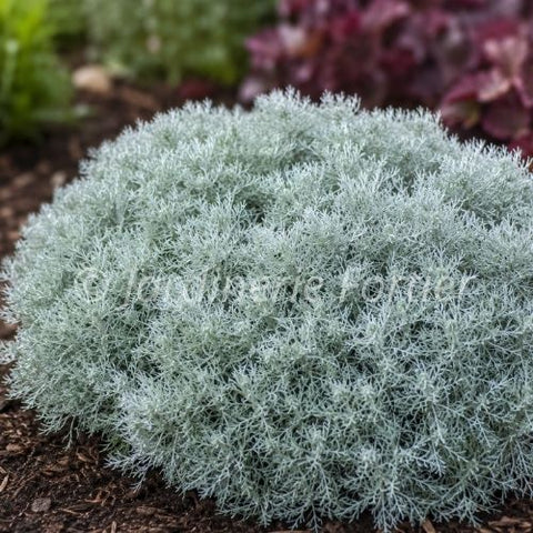 Artemisia "Silver Mound"