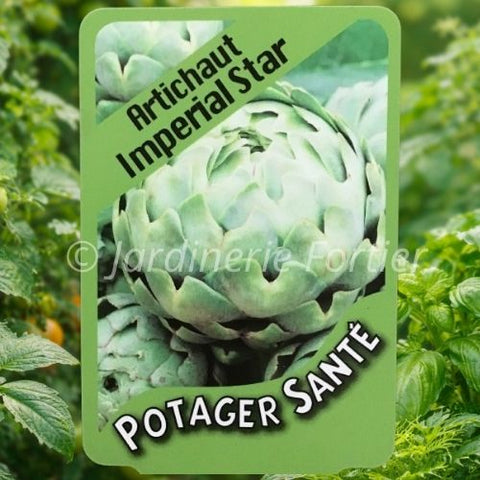 Artichaut Impérial Star / Potager Santé