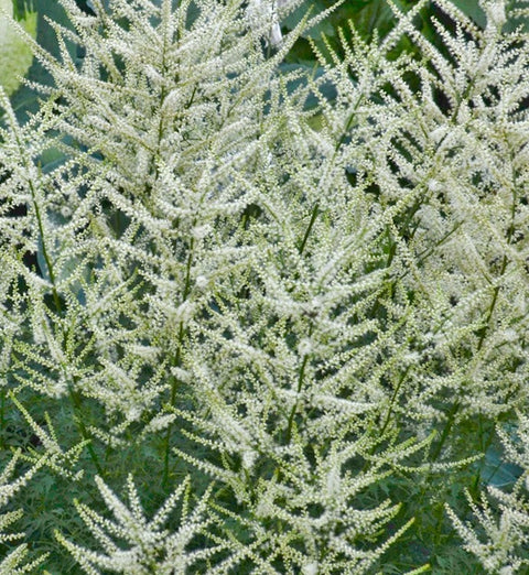 Aruncus "Fairy Hair"