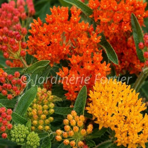 Asclepias "Gay Butterflies"