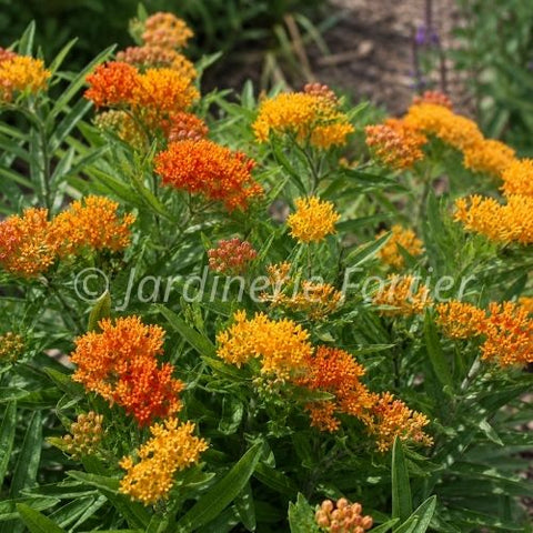 Asclepias "Gay Butterflies"