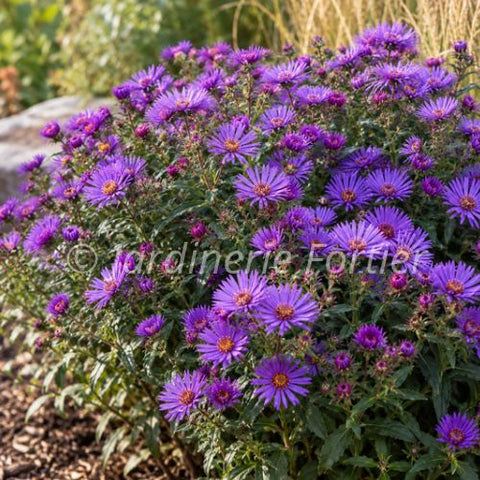 Aster "Grape Crush"