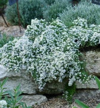 Aster "Snow Flurry"