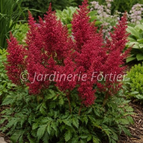 Astilbe japonica "Gogo Red"
