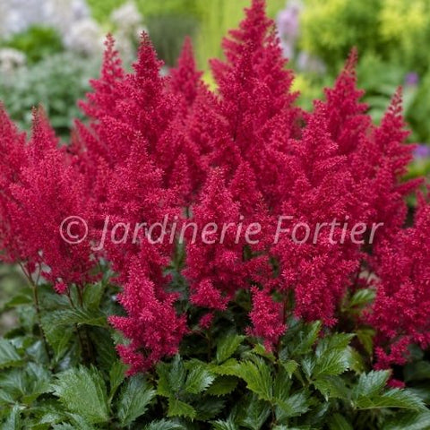 Astilbe "Younique Ruby red"
