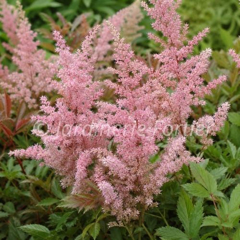 Astilbe arendsii "Erica"