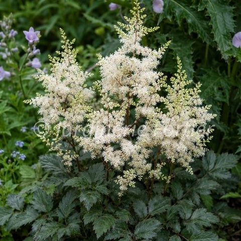 Astilbe japonica "Ellie"