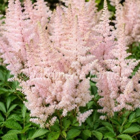 Astilbe japonica "Peach Blossom"