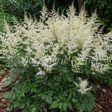 Astilbe arendsii "Bridal Veil"