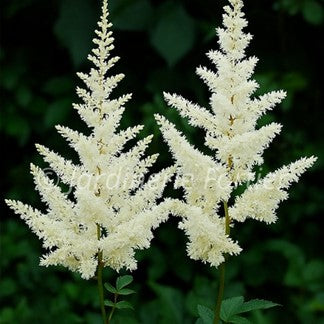 Astilbe arendsii Diamant