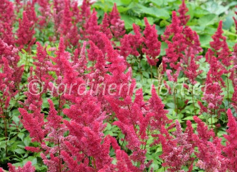 Astilbe arendsii Fanal