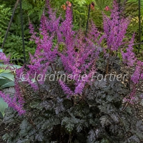 Astilbe "Dark Side of the Moon"