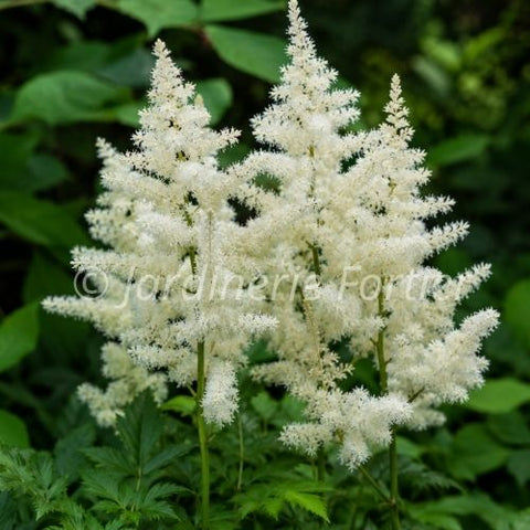 Astilbe arendsii Diamant