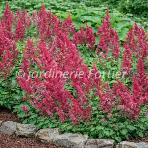 Astilbe arendsii Fanal