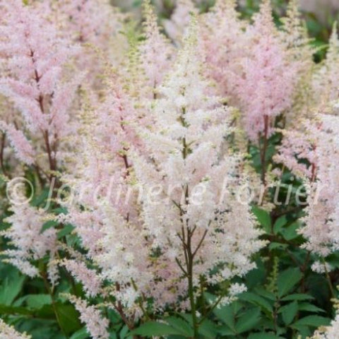Astilbe japonica "Peach Blossom"