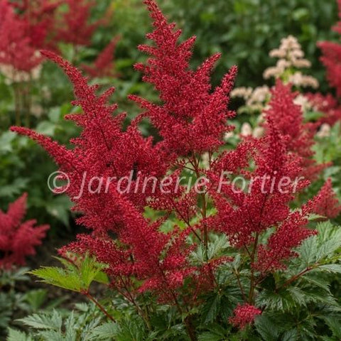 Astilbe japonica "Radius"