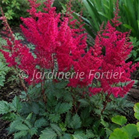 Astilbe "Visions Volcano"