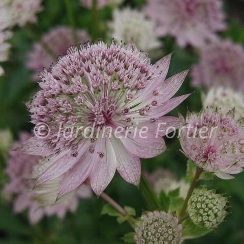 Astrantia Major "Roma"