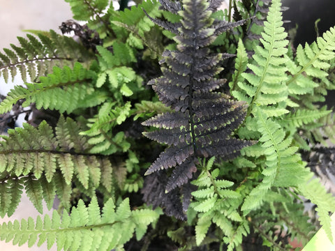 Athyrium "Aubergine Lady"