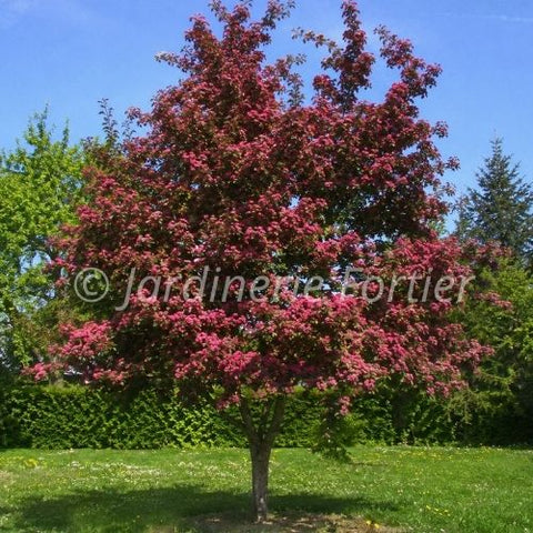 Aubépine "Crimson Cloud"