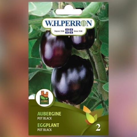 Semences de aubergines