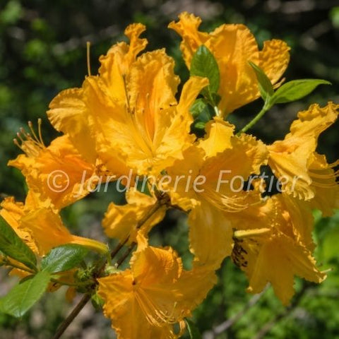 Azalée "Golden light"