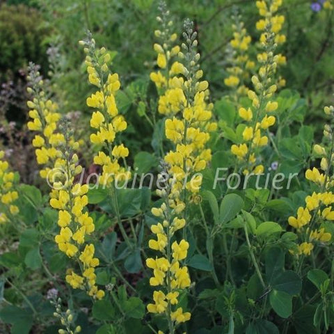 Baptisia Decadence "Lemon Meringue"
