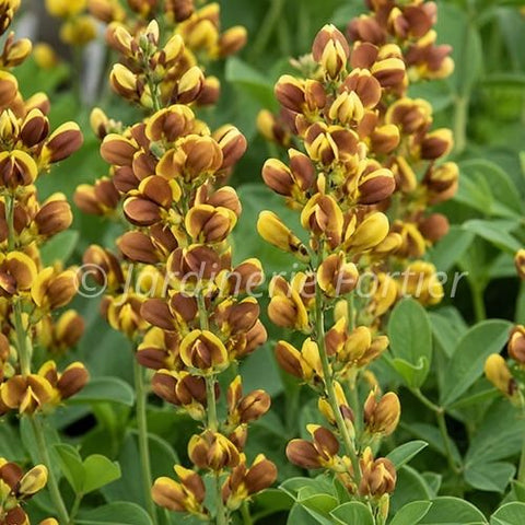 Baptisia "Honey Roasted"