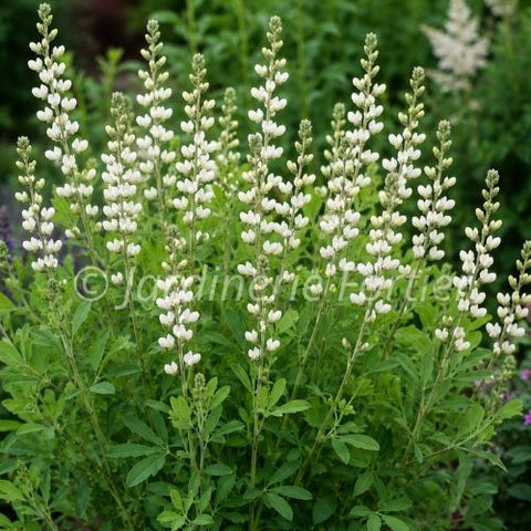 Baptisia "Alba"