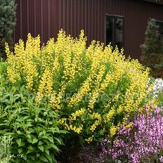Baptisia "American Goldfinch"