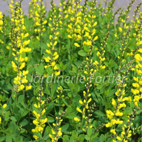 Baptisia "American Goldfinch"