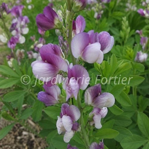 Baptisia "Plum Rosy"