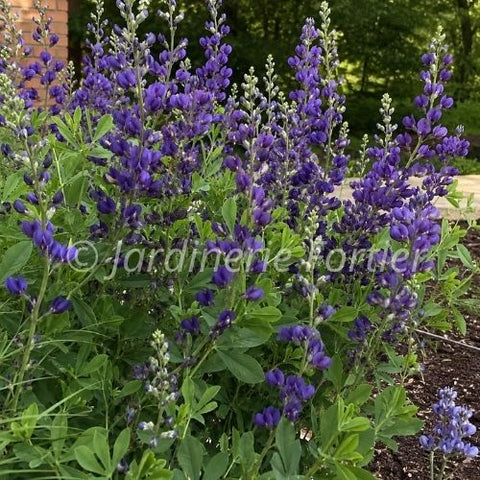 Baptisia australis