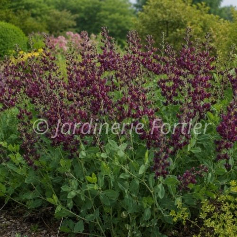Baptisia "Burgundy Blast"