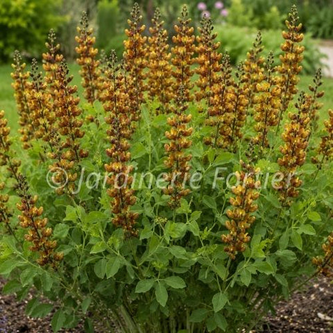 Baptisia "Honey Roasted"